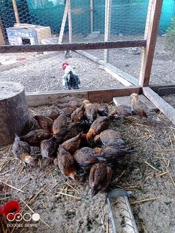 Česká kropenka