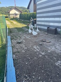 Koupím chovný pár hus.