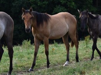 Atraktivní roční DUN kobylka American Quarter Horse
