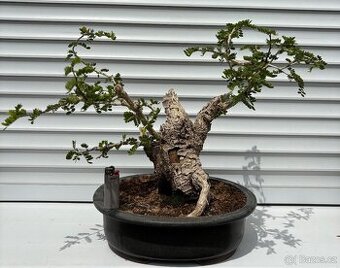 Bonsai Tamarindus Indica