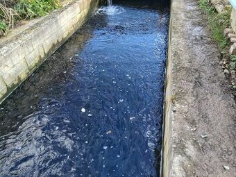 NÁSADA KAPRA prodej po kg