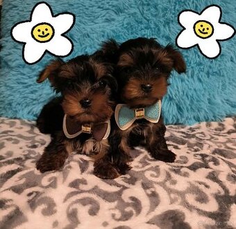 Jorkšírský teriér