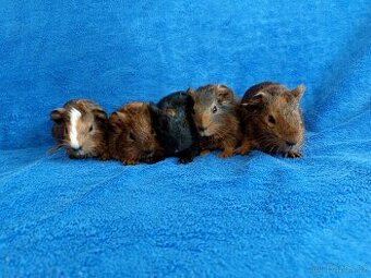 Morče, morčátka miminka