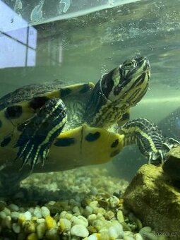 Želva Žlutolícá - 1