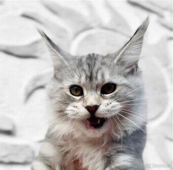 Heidi s PP ❤️Mainská mývalí kočka Maine coon