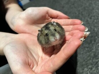 Prodám malé křečky