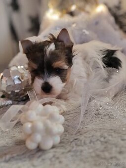 Jorkšírský teriér s PP biewer