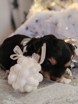 Jorkšírský teriér s PP biewer