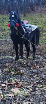 Prodam krásného poníka