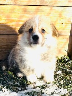 Welsh corgi pembroke s PP (FCI)