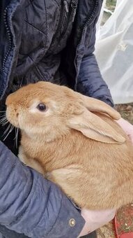 Burgundští králíci