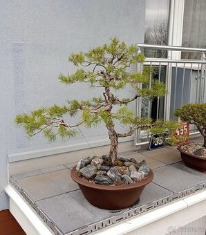 Borovice lesní (Pinus sylvestris) bonsai
