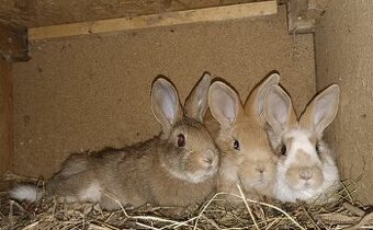 Prodám králíci, sušené pečivo a ječmen