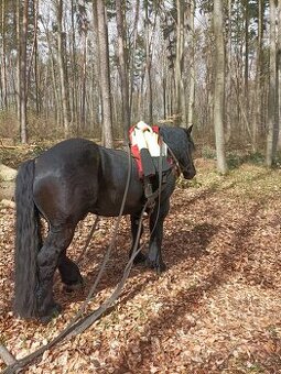 Percheron