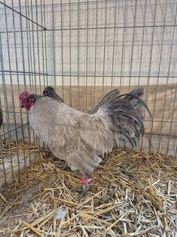 Kohout araukana levandulová