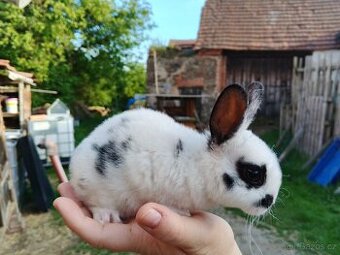 Zakrslý REX DSč