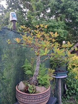 Bonsai,bonsaj Tupela lesni