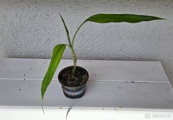 Dračinec pruhovaný (Lucky Bamboo)
