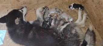Štěně sibiřský husky