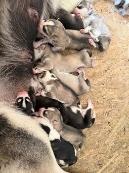 Štěně sibiřský husky