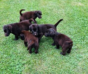 Labradorský retriever čokoláda - štěňátka s Průkazem Původu