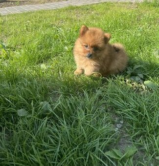 Pomeranian