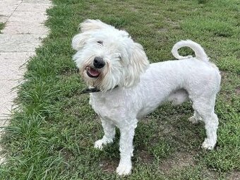 FILÍPEK K ADOPCI - 2 roky, x-maltéz