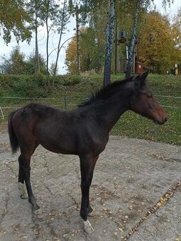 Prodej letošní Hannoverské klisničky