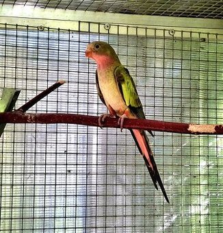 Papoušek Alexandřin