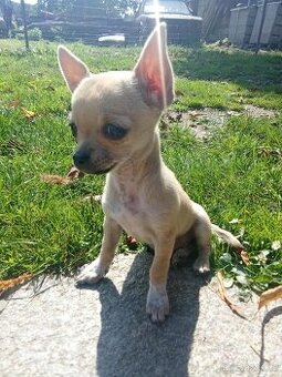 Štěně čivavy fenečka