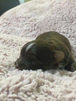 Čokoládový jorkšírský teriér - kluk PP