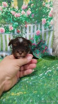 Čokoládový jorkšírský teriér - kluk PP