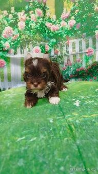 Čokoládový jorkšírský teriér - kluk PP