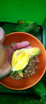 Agapornis ružovohrdly