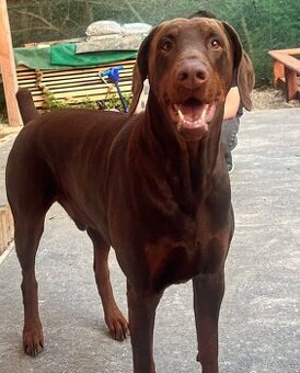 Nabízím krytí – dobrman bez PP