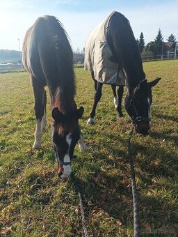 Ustájení hřebečka