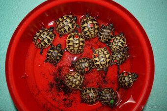 suchozemská Želva zelenavá (Testudo hermanni) - mláďata