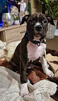 Americký stafordšírský terier s PP