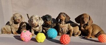 Jezevčík krátkosrstý trpasličí