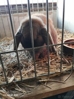 Zakrslý beránek durynský