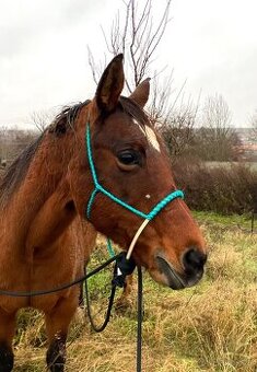 Loping hackamore na míru