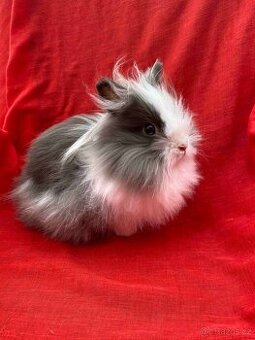 ZAKRSLÝ TEDDY KRÁLÍČEK - KRÁLÍČCI