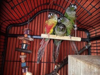 Prodám pyrury zelenolíce (letošní mláďata)