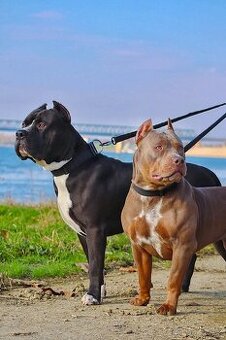 American Bully Xl