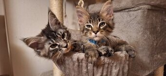 Mainská mývalí koťátka bez PP