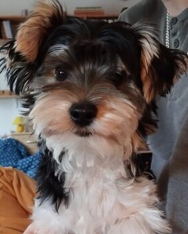 Jorkšírský teriér s PP