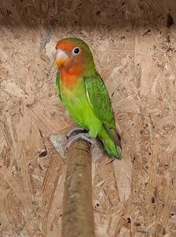 Agapornis