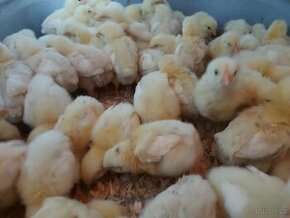 AKCE - Brojlerová kuřata - 9 dní