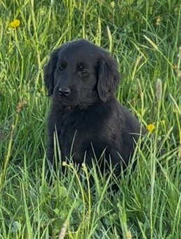 Flat coated retriever s PP černá fenka