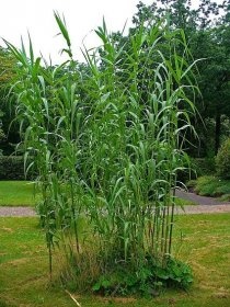 ARUNDO DONAX - ROBUSTNÍ BAMBUSOVÁ TRÁVA